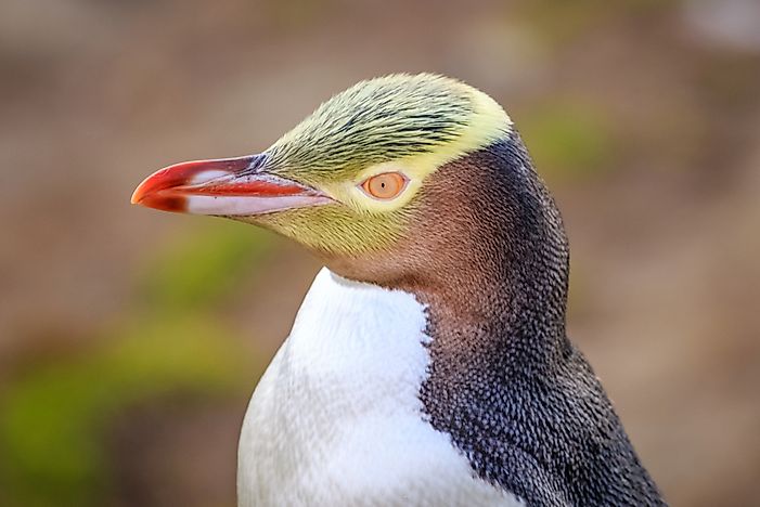 Close up of a yellow-eyed penguin. Close up of a yellow-eyed penguin.