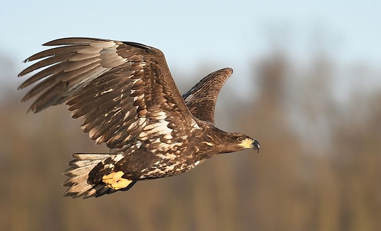 #5 White-tailed Eagle