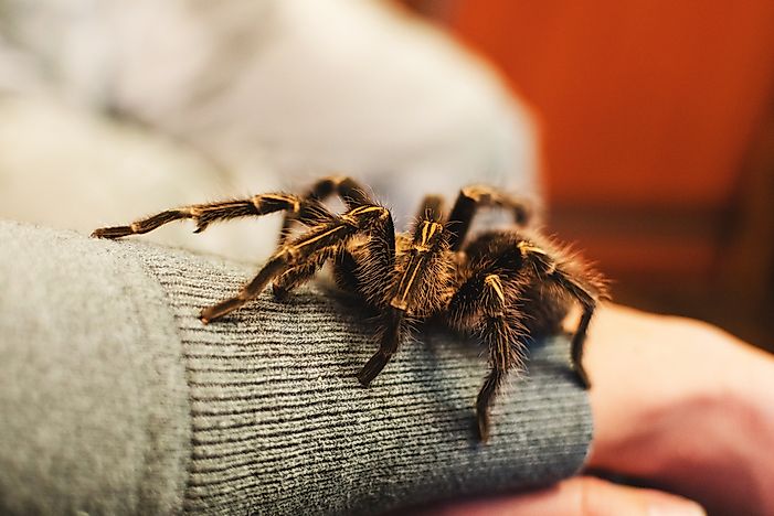 #1 Arachnophobia
