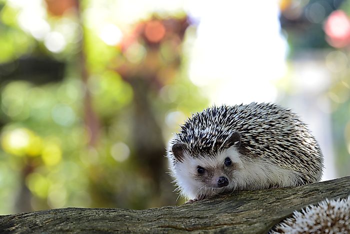 A young hedgehog. A young hedgehog.