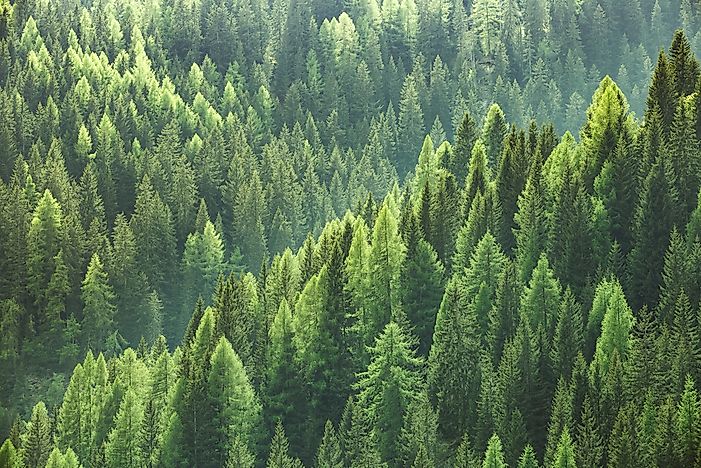 Did You Know That There Are More Trees On Earth Than Stars In The Milky Way?