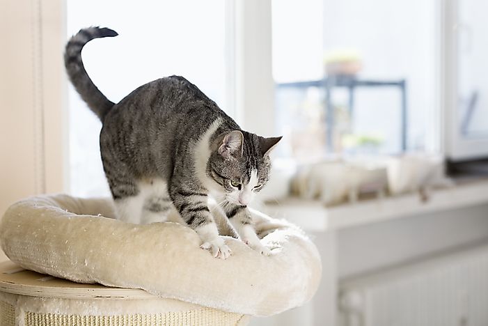 Cat kneading can be painful if there are claws involved. Cat kneading can be painful if there are claws involved.