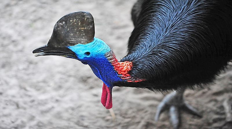 #1 Southern Cassowary