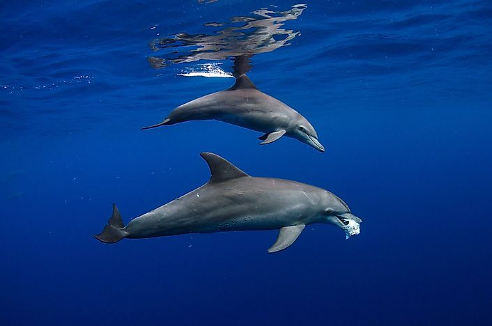 #1 Indo-Pacific Bottlenose Dolphin