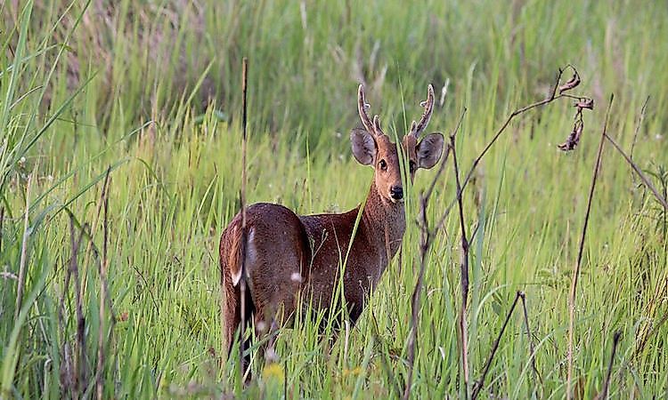 #16 Manas National Park -