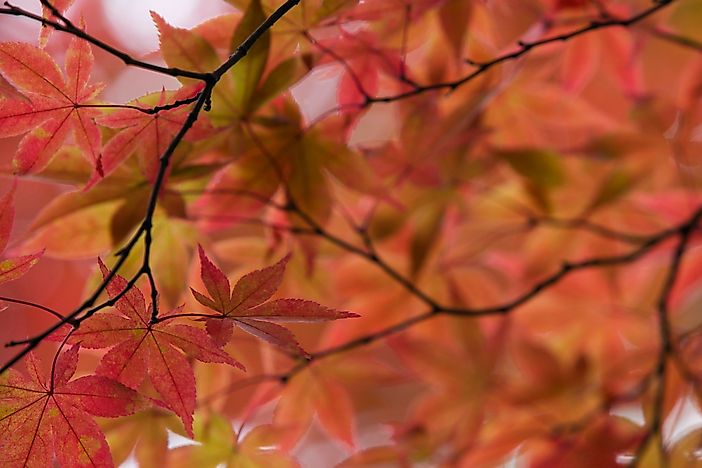 #5 National Tree -