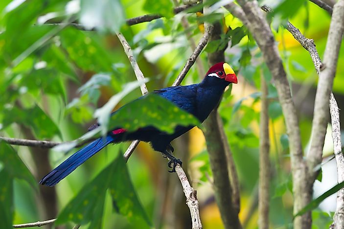 The majestic violet turaco bird. The majestic violet turaco bird.