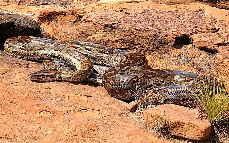 #4 African Rock Python