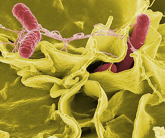 The Worst Outbreaks Of Pathogen Induced Foodborne Illnesses In History