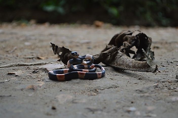 Native Reptiles Of Peru