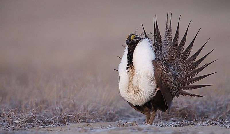 Greater Sage-Grouse Facts: Animals of North America