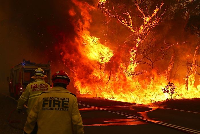10 Animals That Suffered The Most In Australian Bushfires