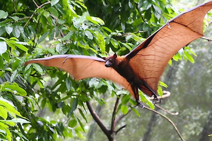 The flying fox is one of the largest bats in the world. The flying fox is one of the largest bats in the world.