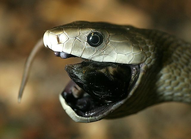#7 Black Mamba