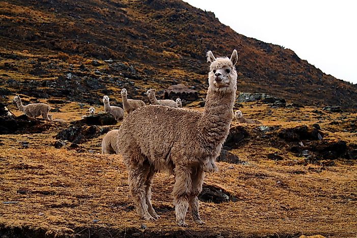 An alpaca. An alpaca.