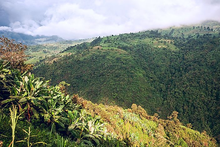 #1 Tropical Andes