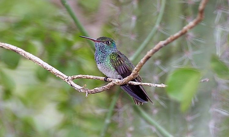 # 8 esmeralda hondurenha -  