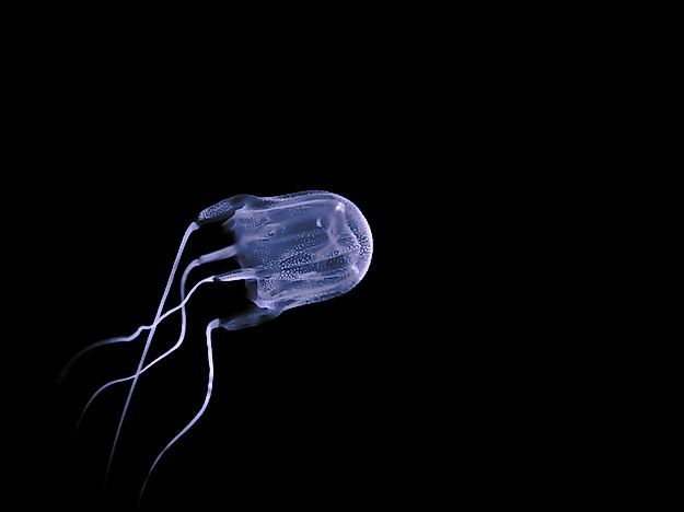 #2 Box Jellyfish