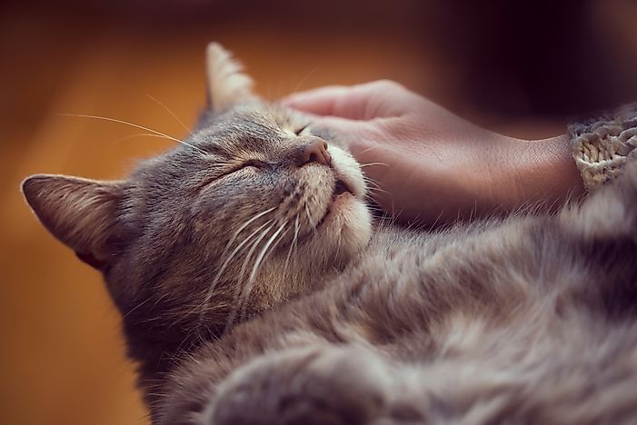 Purring can be a sign of bliss, although it may also be a sign of intense fear. Purring can be a sign of bliss, although it may also be a sign of intense fear.