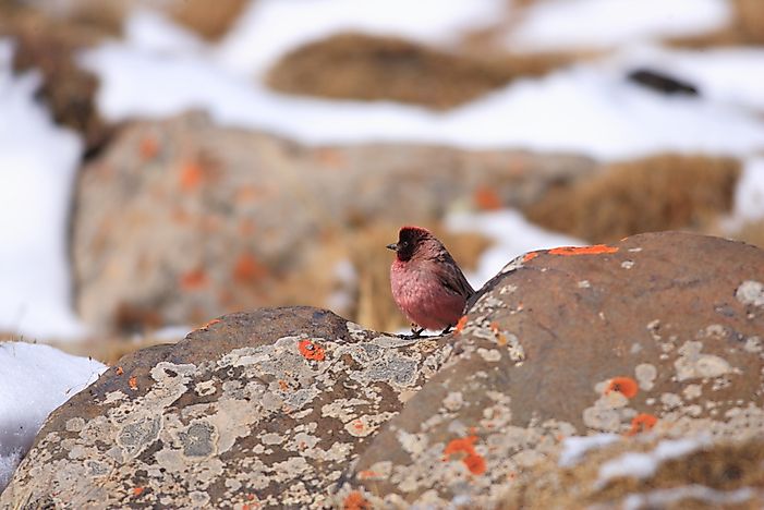 Bird Species Native to China
