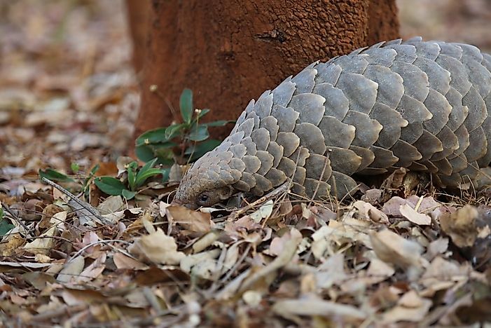 A pangolin scavenging for food. A pangolin scavenging for food.