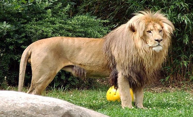 #6 Southwest African Lion -