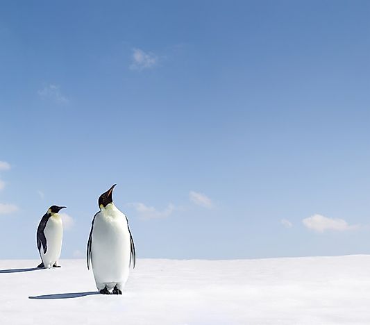 #6 Penguin