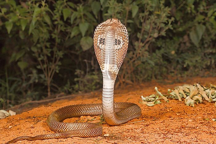 #4 Indian Cobra (Naja naja)