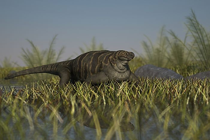 #5 Cotylorhynchus