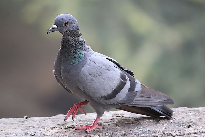 #3 Pigeons