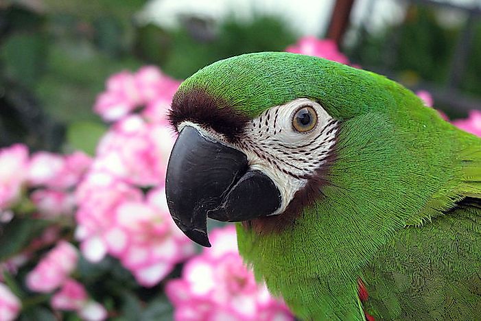 #12 Chestnut-Fronted Macaw