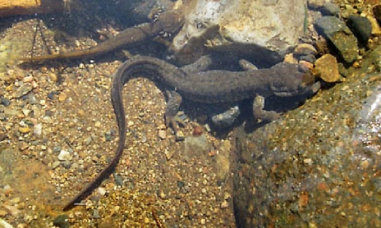 Native Amphibians Of Kazakhstan