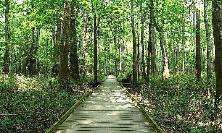 #3 Congaree - South Carolina
