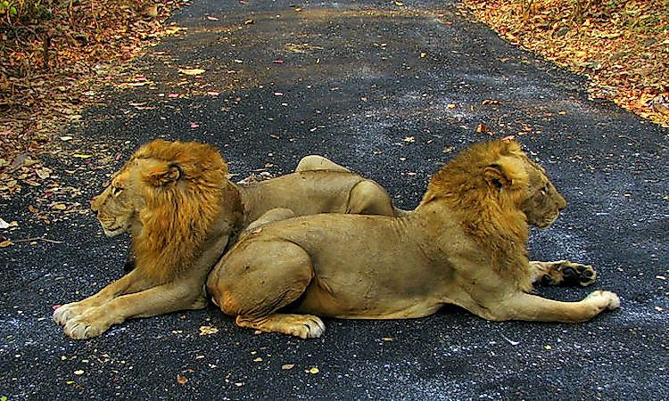 #2 Asiatic Lion -
