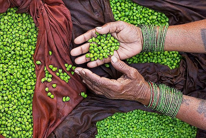 The First 8 Crops To Be Domesticated By Humans: The Neolithic Founder Crops