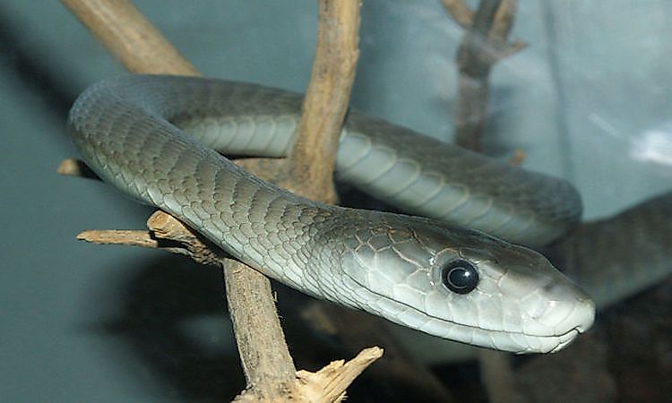 #3 Black mamba -