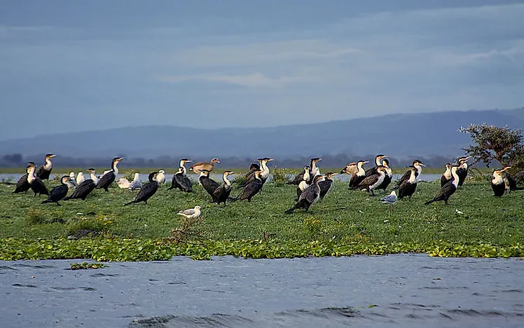 #4 Lake Naivasha
