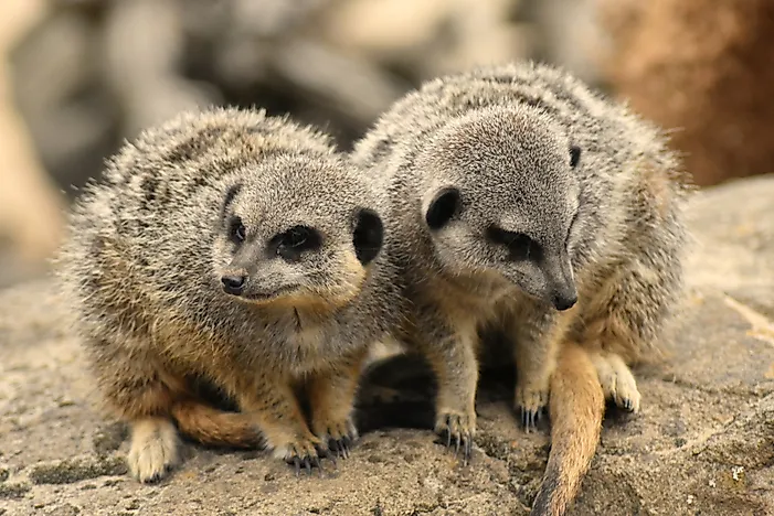 Animals of the Kalahari Desert