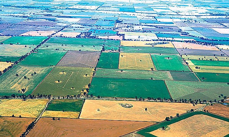 #1 New South Wales -