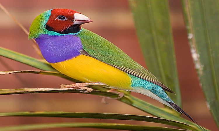#4 Lady Gouldian Finch -