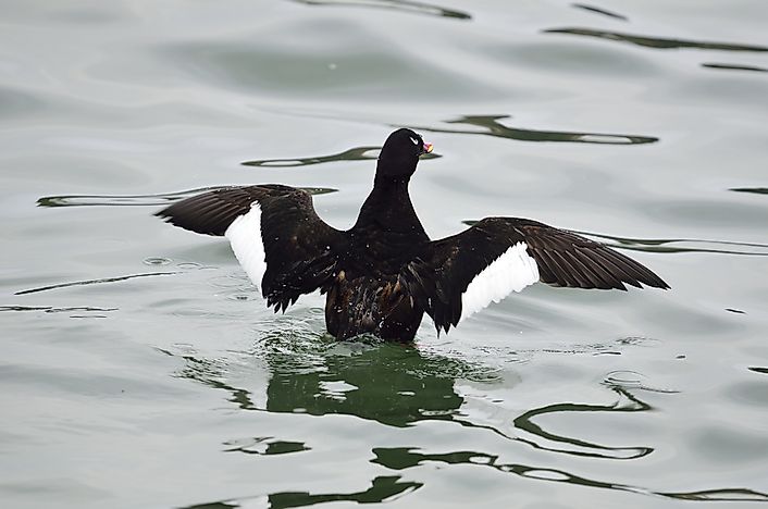 Native Birds of Afghanistan