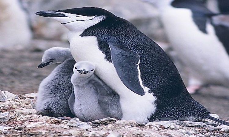 #1 Chinstrap penguin -