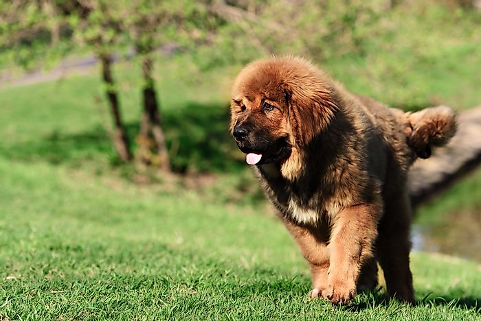10 of the Rarest Dog Breeds