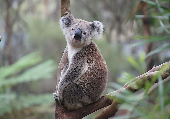 #2 Koala