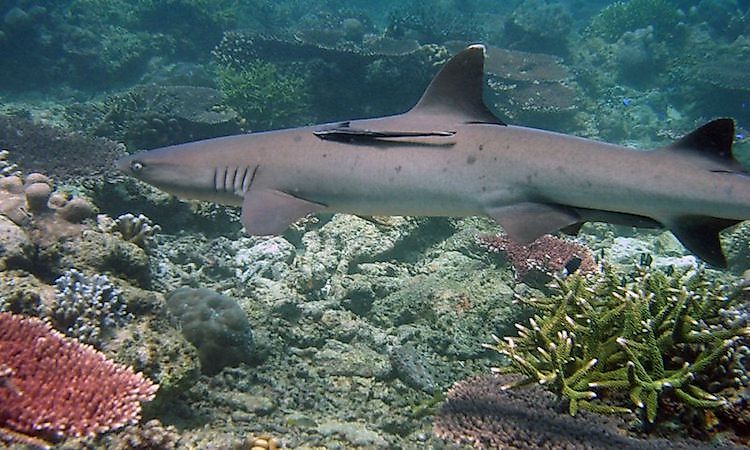 #1 Tubbataha Reefs Natural Park -