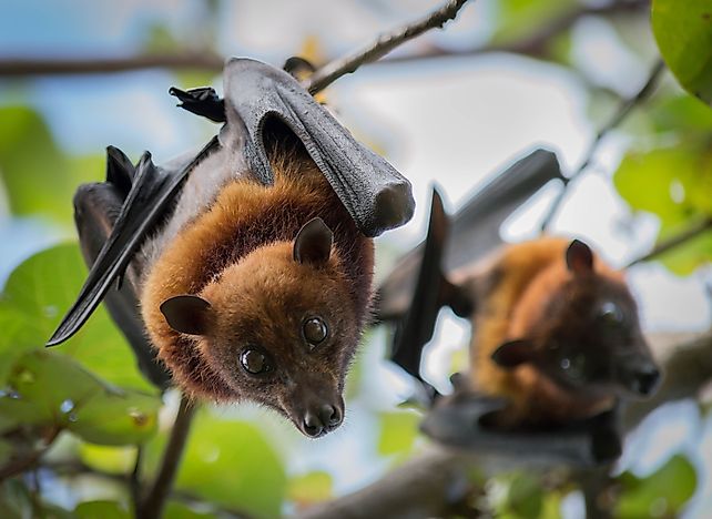 How Many Species Of Bats Are There?