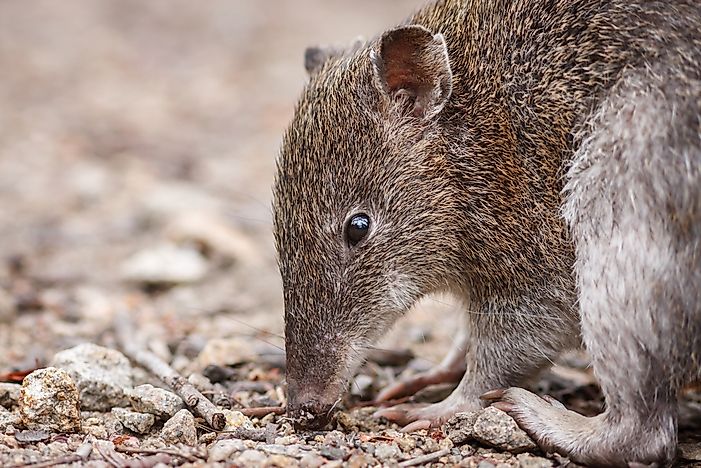 A closeup of a bandicoot. A closeup of a bandicoot.
