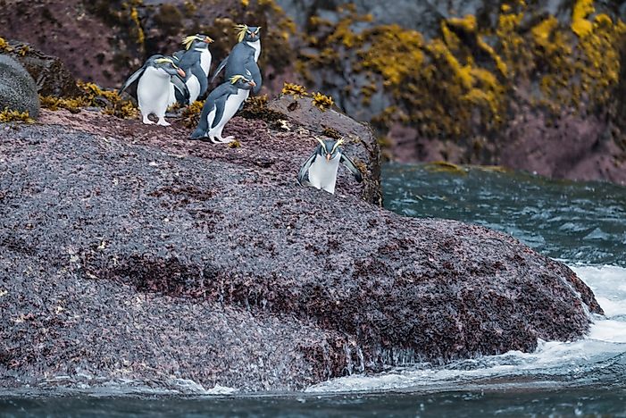 #5 Northern Rockhopper Penguin