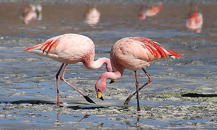 #4 Flamingos -