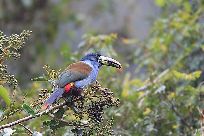A grey-breasted mountain toucan in Ecuador. A grey-breasted mountain toucan in Ecuador.